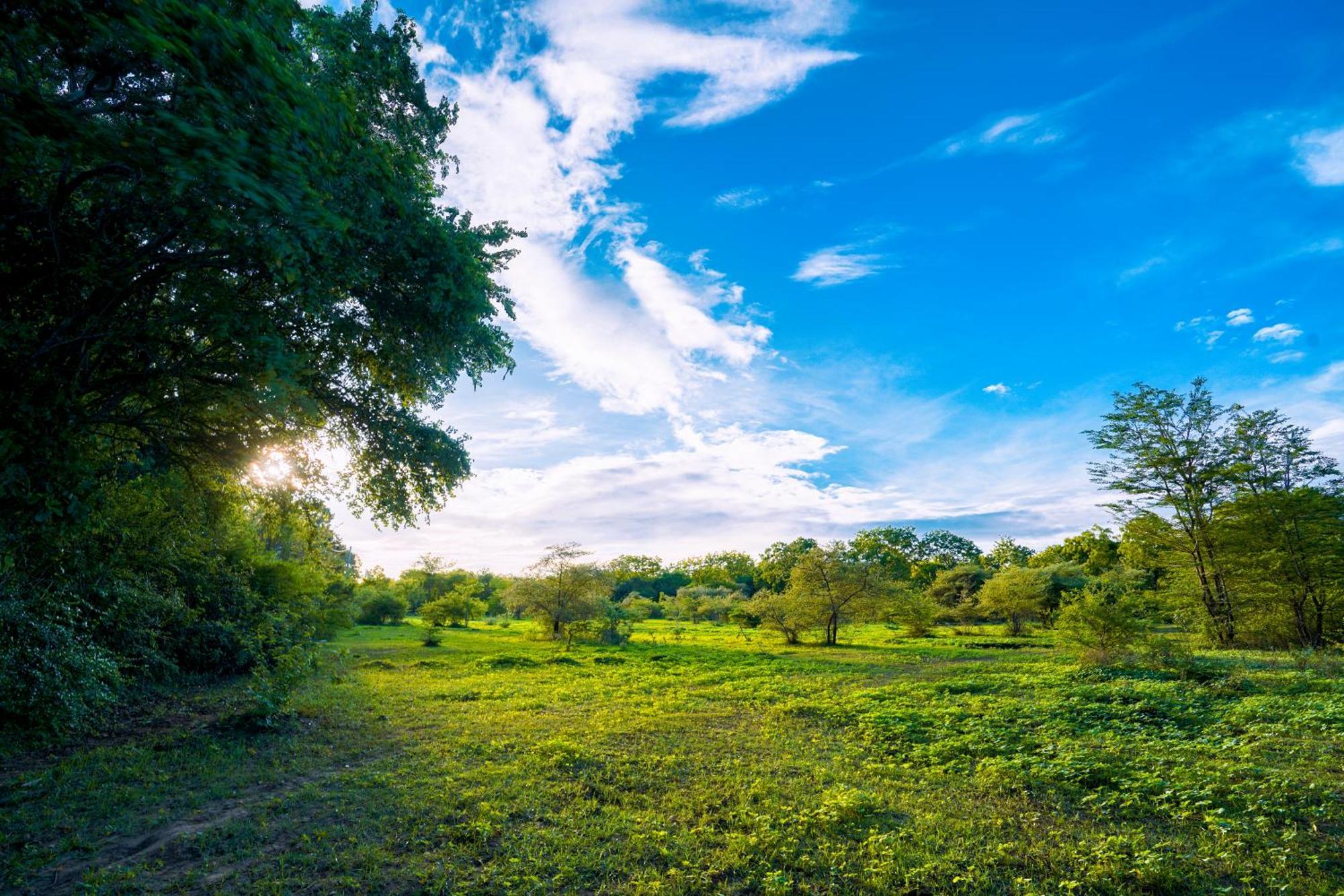 Safari Lodge Yala Kataragama Esterno foto
